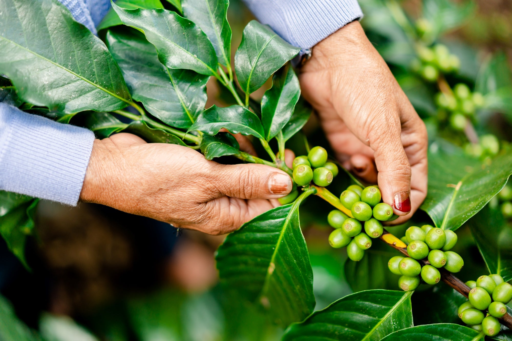 Finca La Bolsa HHT Black Honey ML