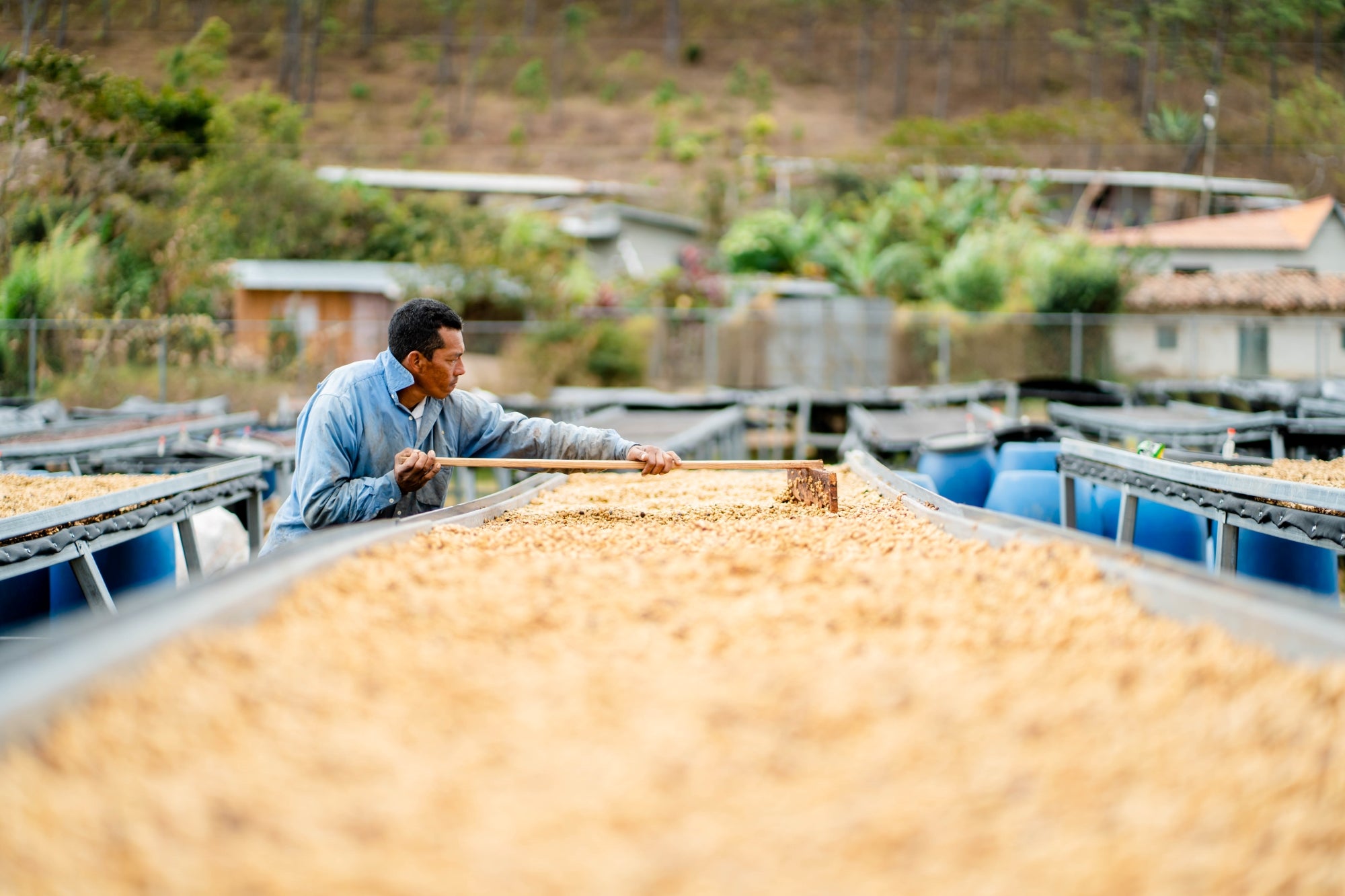 Finca La Laguna Washed ML