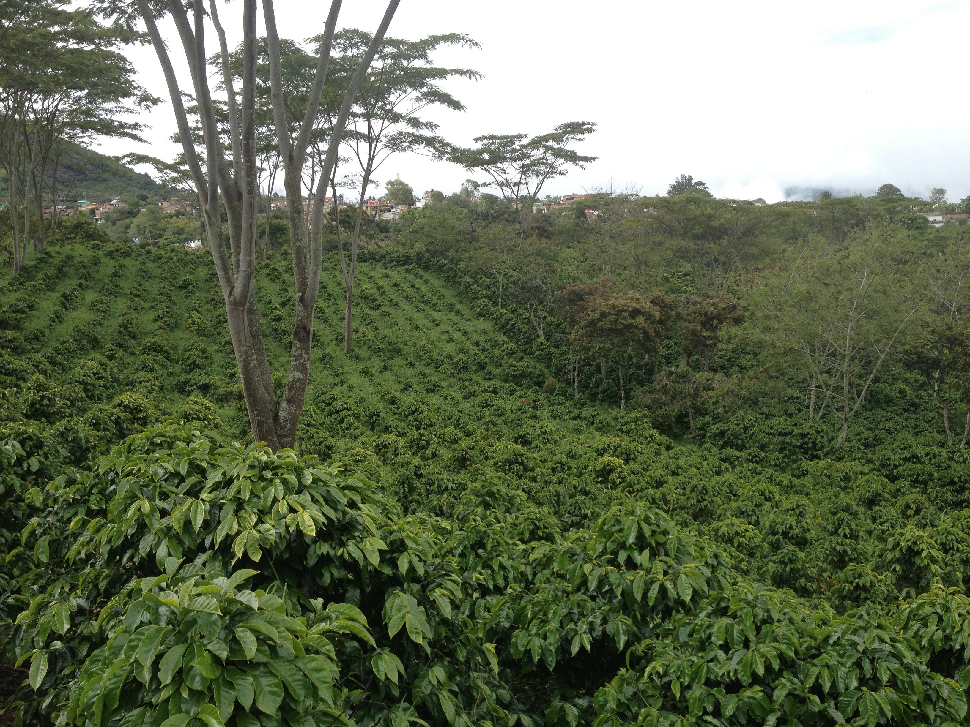 Colombian Medellin Excelso EP Green Coffee Beans from Mercon Specialty