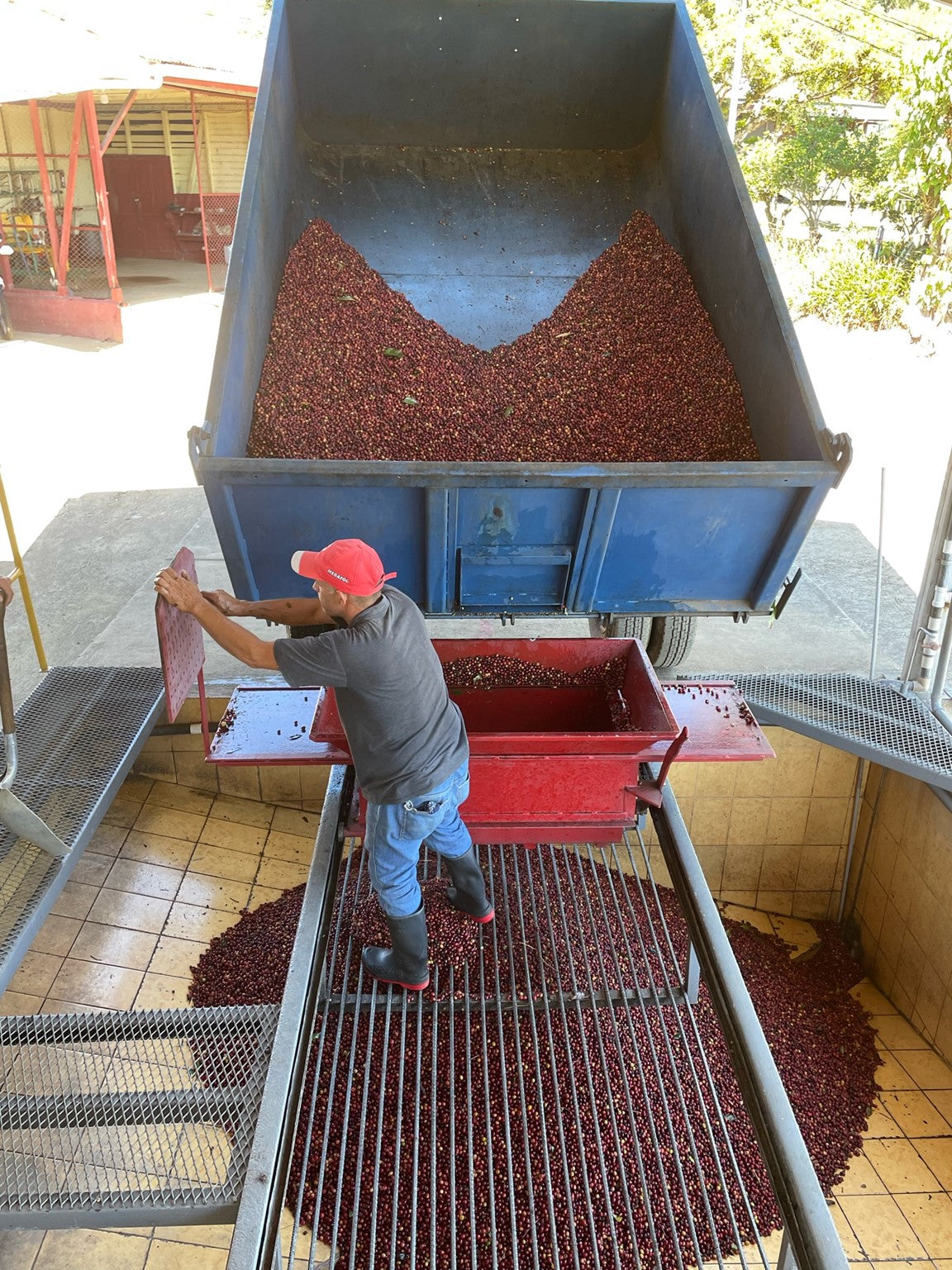 Costa Rican Tesoros Volcanicos SHB EP Green Coffee Beans from Mercon Specialty