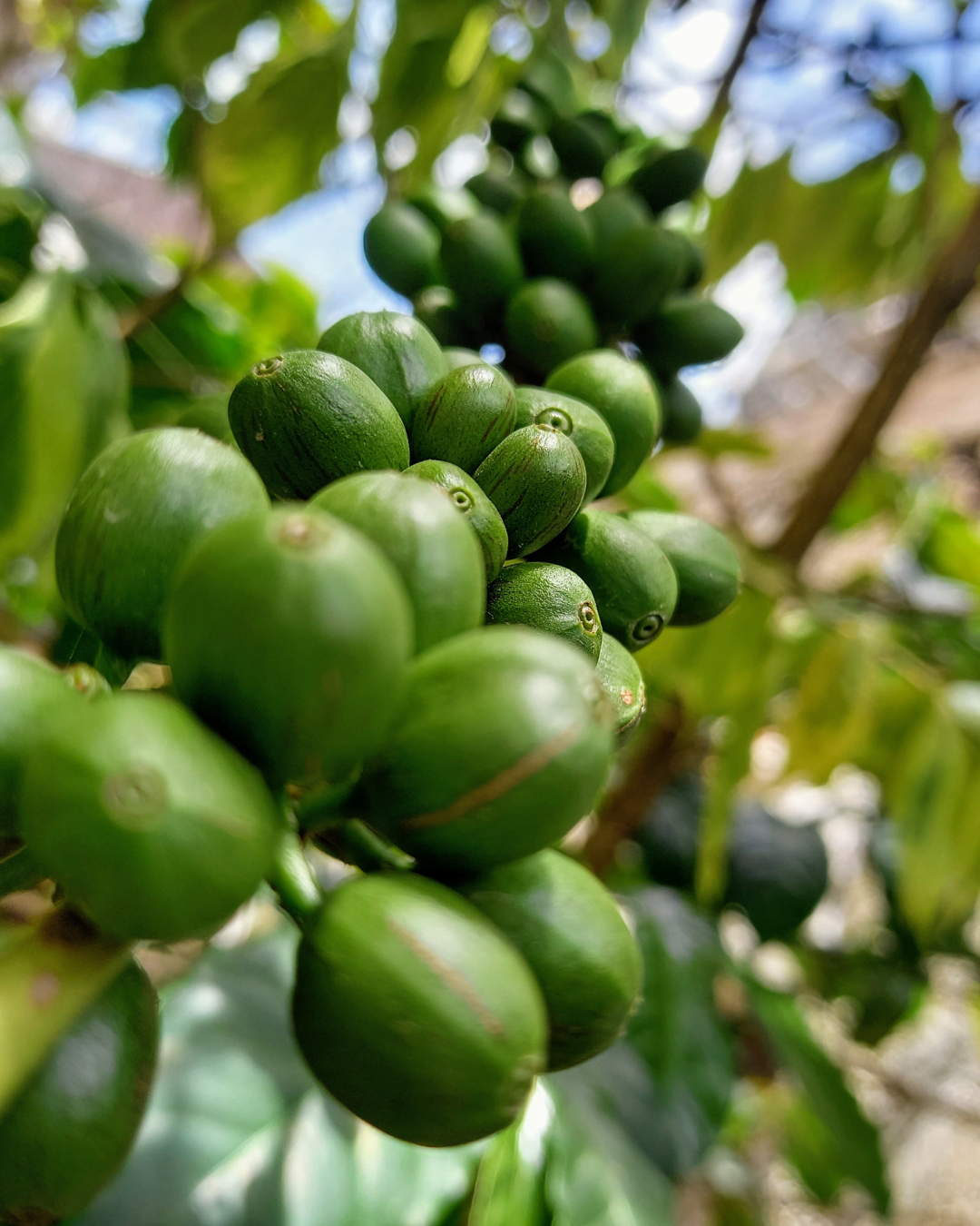 Ethiopia Sidamo Gr1 Washed Chirri Green Coffee Beans from Mercon Specialty