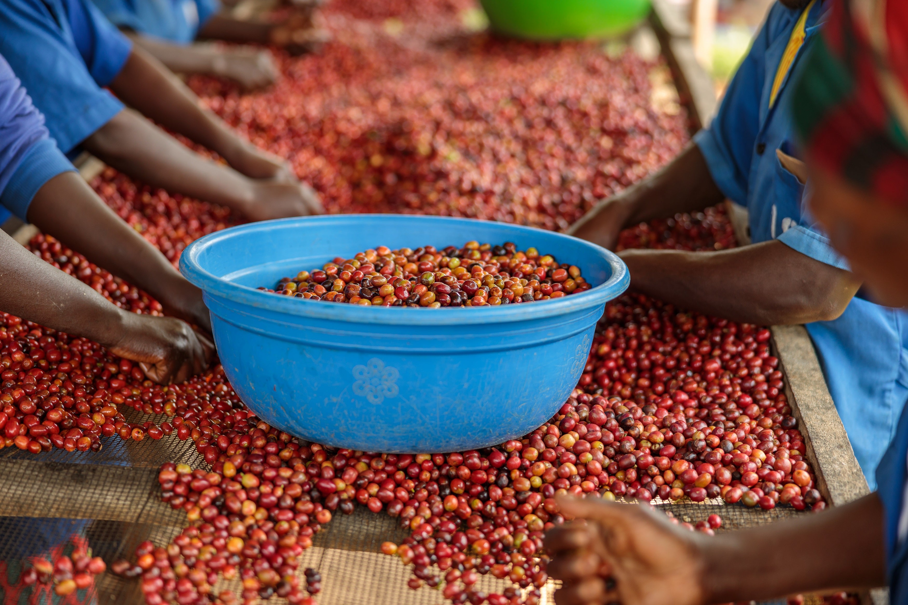 Ethiopian Yirgacheffe Konga Gr1 Natural Green Coffee Beans from Mercon Specialty