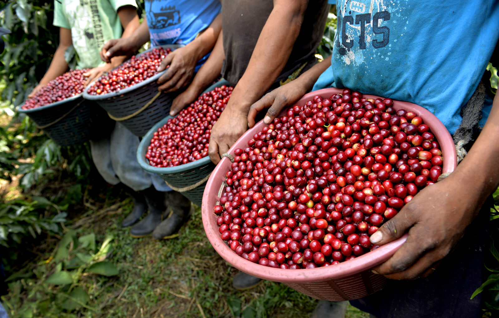 Finca Cuevitas Maria Elena Vides ML