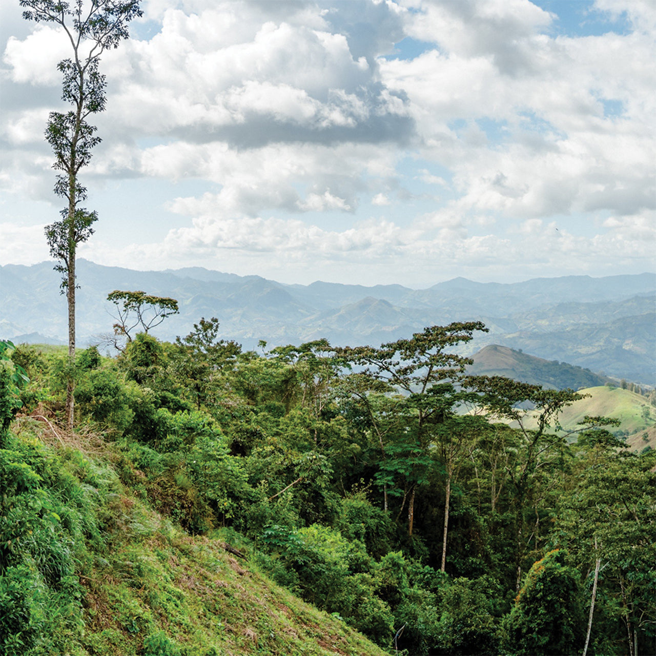 Mexican Chiapas Organic SHG EP Green Coffee Beans from Mercon Specialty