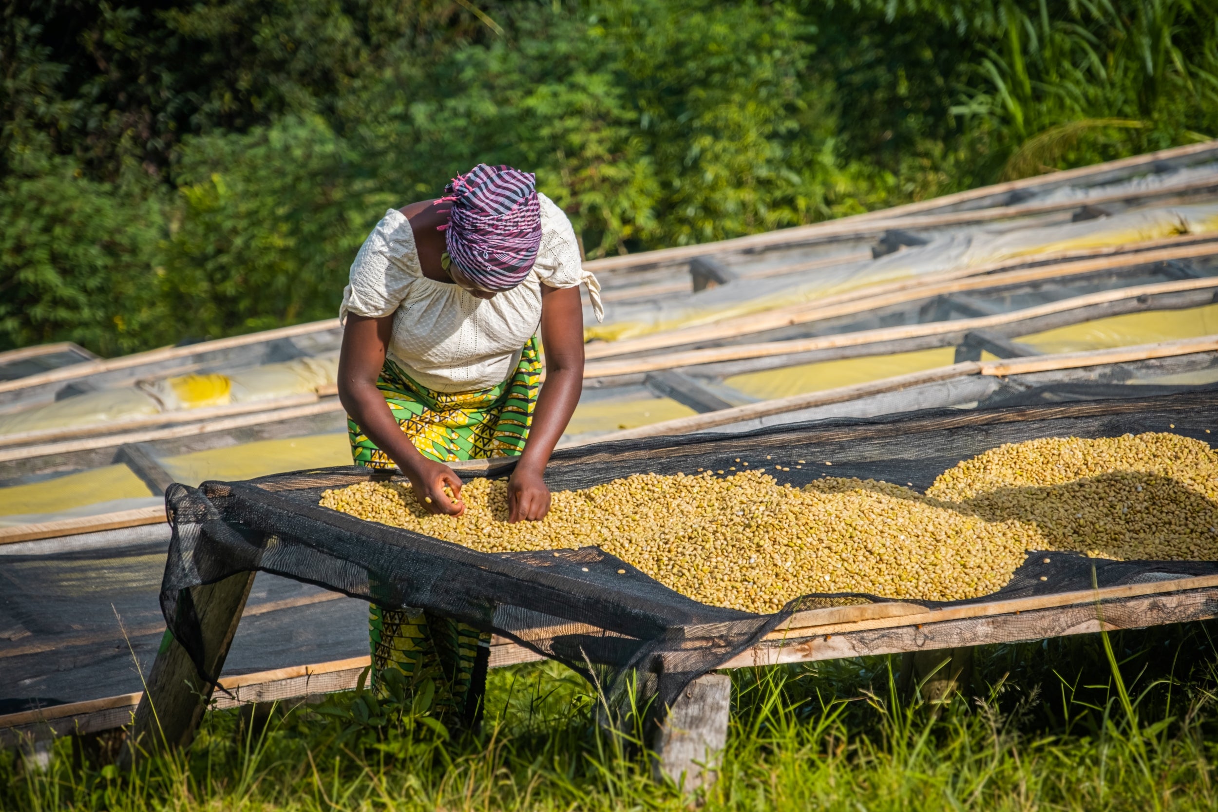 Rwandan Hingakawa Women’s Co-op FTO Green Coffee Beans from Mercon Specialty