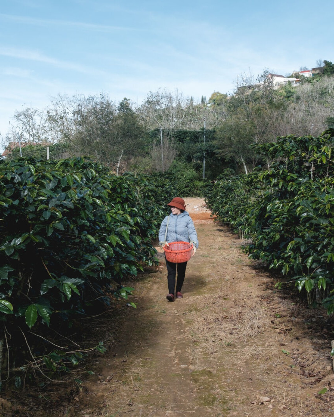 Son La Arabica Honey Process ML