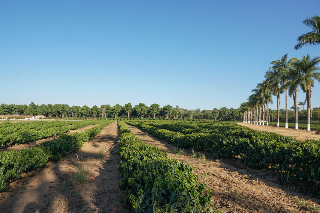 Tracing Our Coffee to Its Roots: A Week in Brazil with Neil Oney