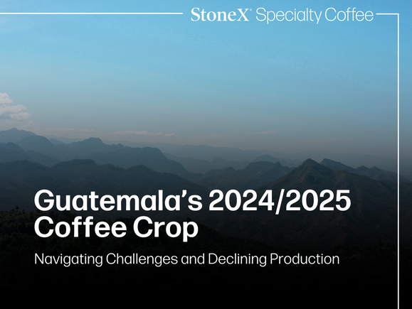 Guatemala’s 2024/2025 Coffee Crop: Navigating Challenges and Declining Production