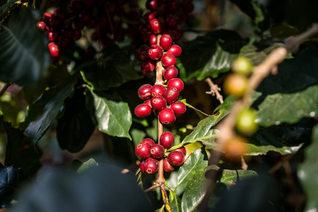 StoneX Thought Leadership: How Tariffs and Weather Are Reshaping Global Coffee Trade
