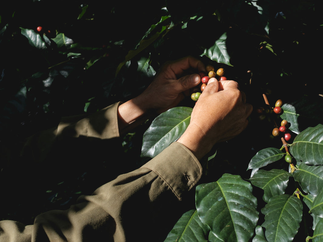 Webinar Recap: The Great Coffee Price Breakaway