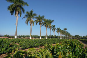 Award-Winning Brazil Microlots