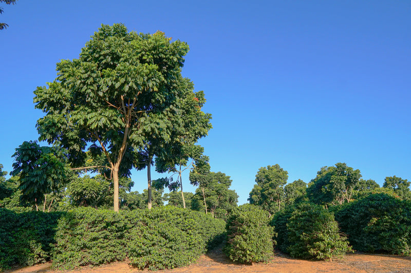 Certified Lots