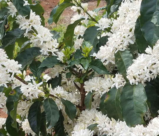 Minasul Natural - Maria José Bernardes - 2nd Place