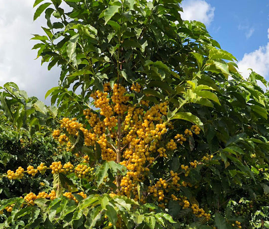 Minasul Women Produced - Cibele Teodoro Borges - 2nd Place