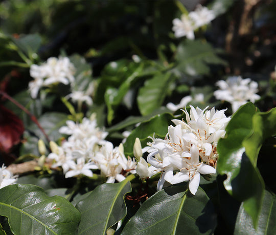 Minasul Natural - Karla Ferreira Rodrigues - 1st Place