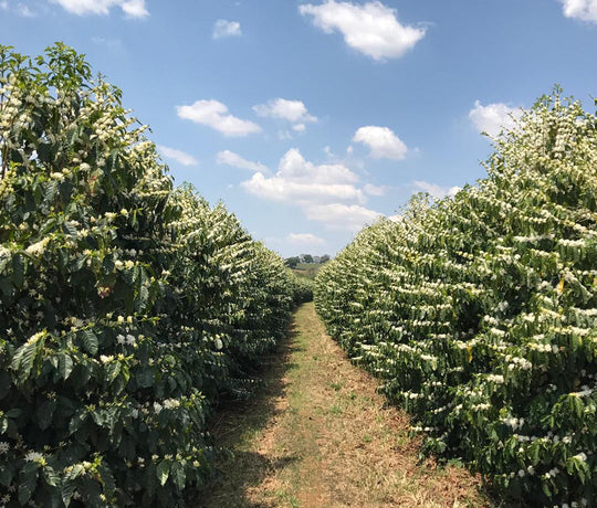 Minasul Pulped Natural - Pedro Gabarra Tavares Reis - 1st Place