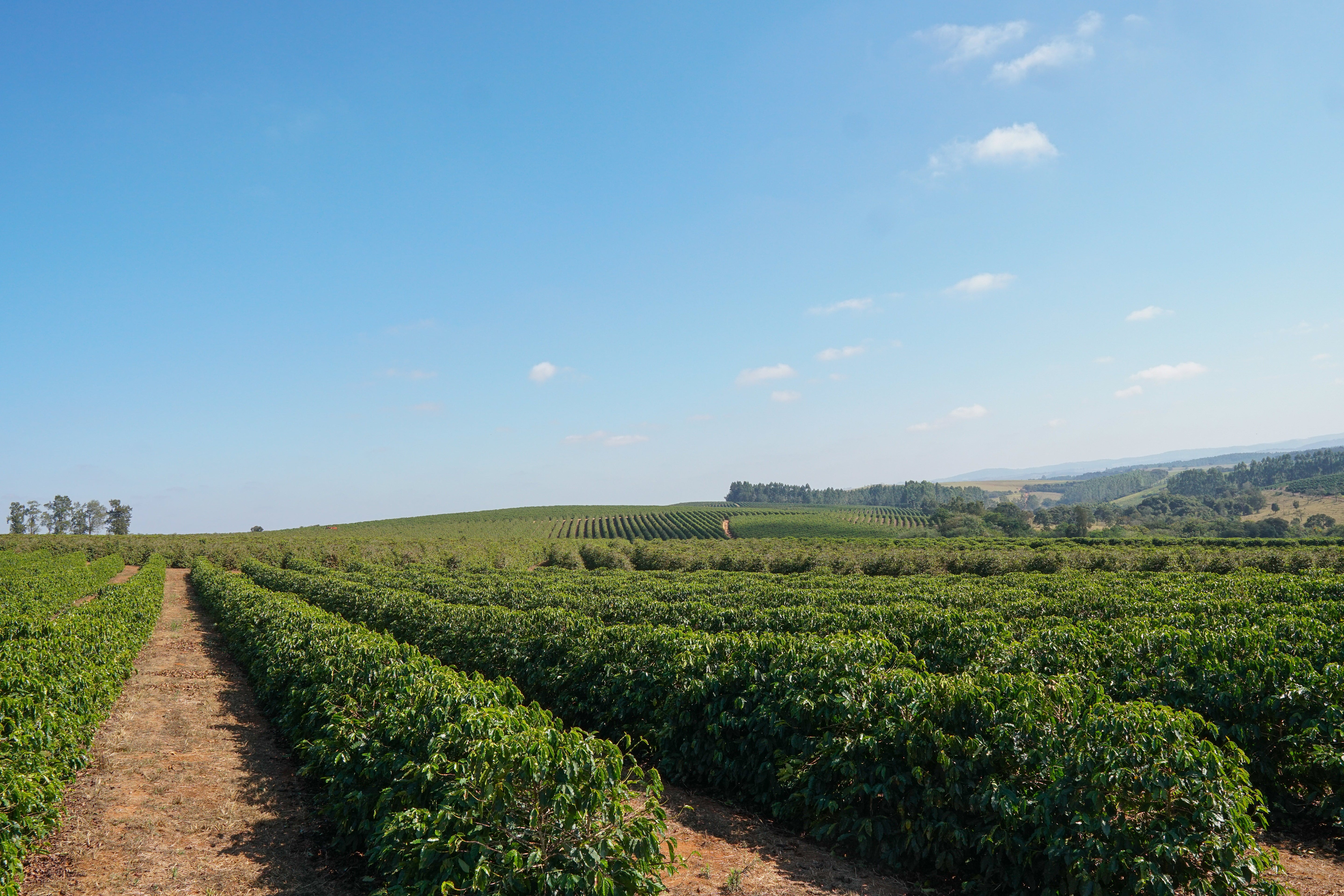 Row of green plants under a clear blue sky