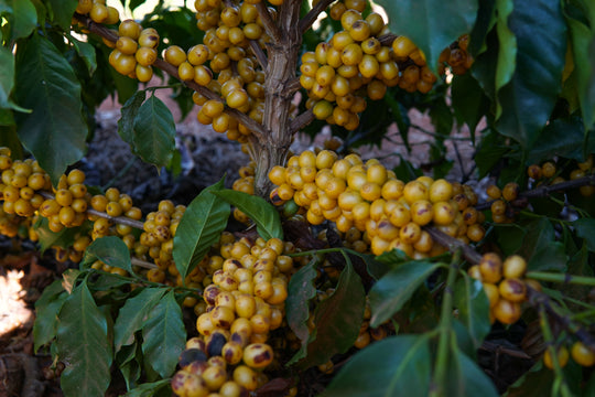 Cerrado Mineiro Fine Cup 17/18