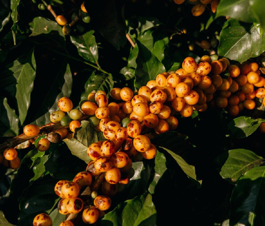 Minasul Pulped Natural - João Newton Reis Teixeira - 2nd Place
