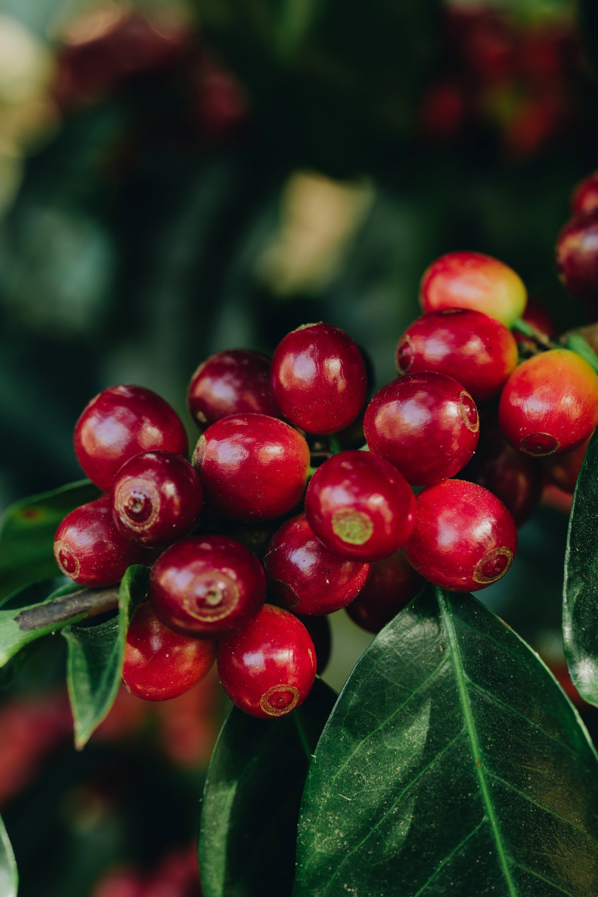 Close-up of red coffee berries on a branch with green leaves.