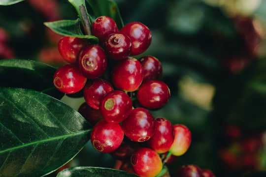 Finca Cuevitas Maria Elena Vides ML