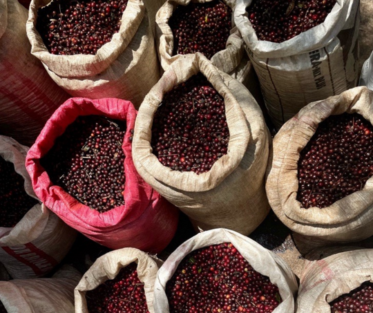 Finca Los Conejos Hot Anaerobic ML 30kg Box