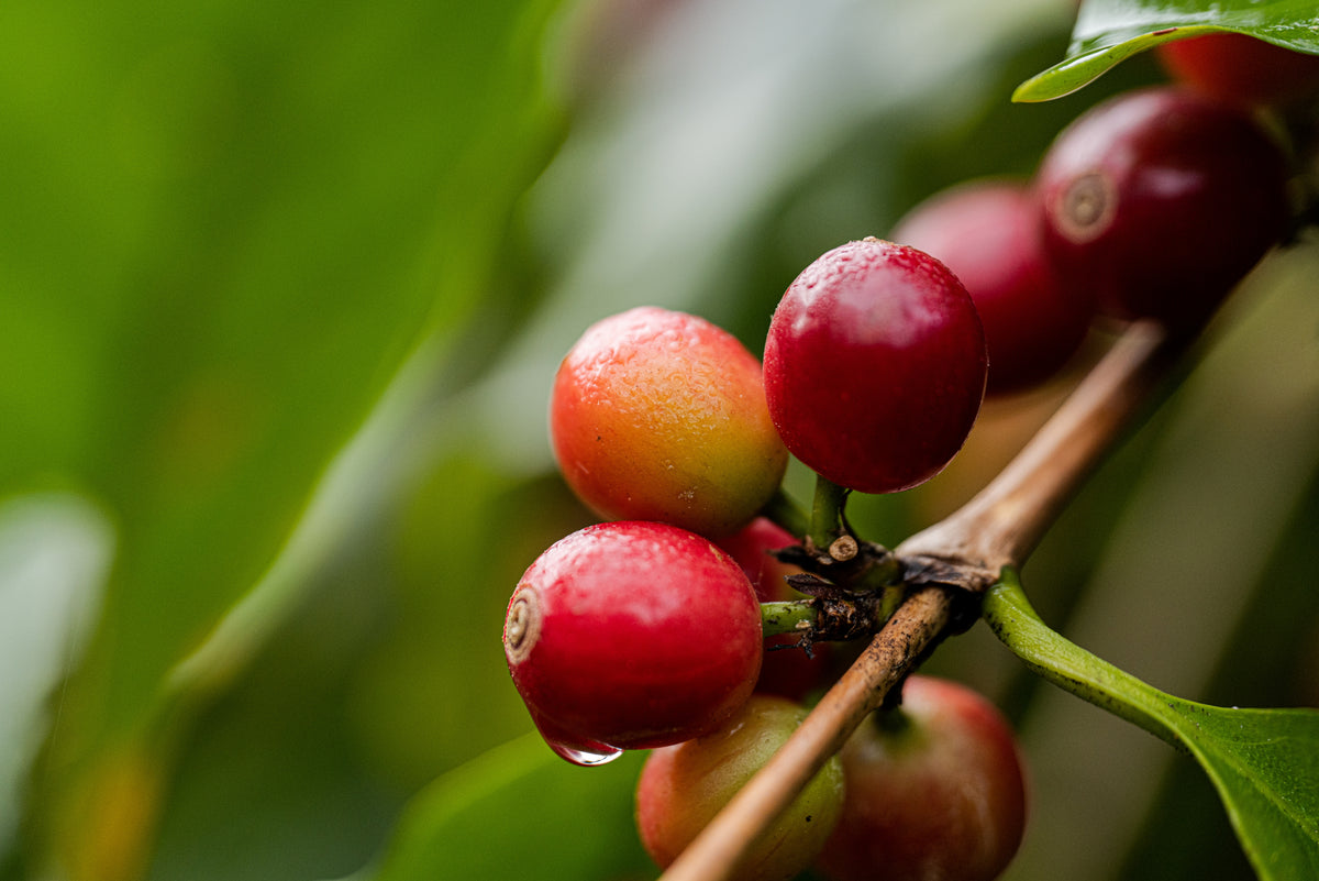 StoneX Specialty Coffee