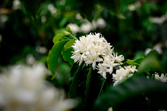 La Virgen Estate Java ML