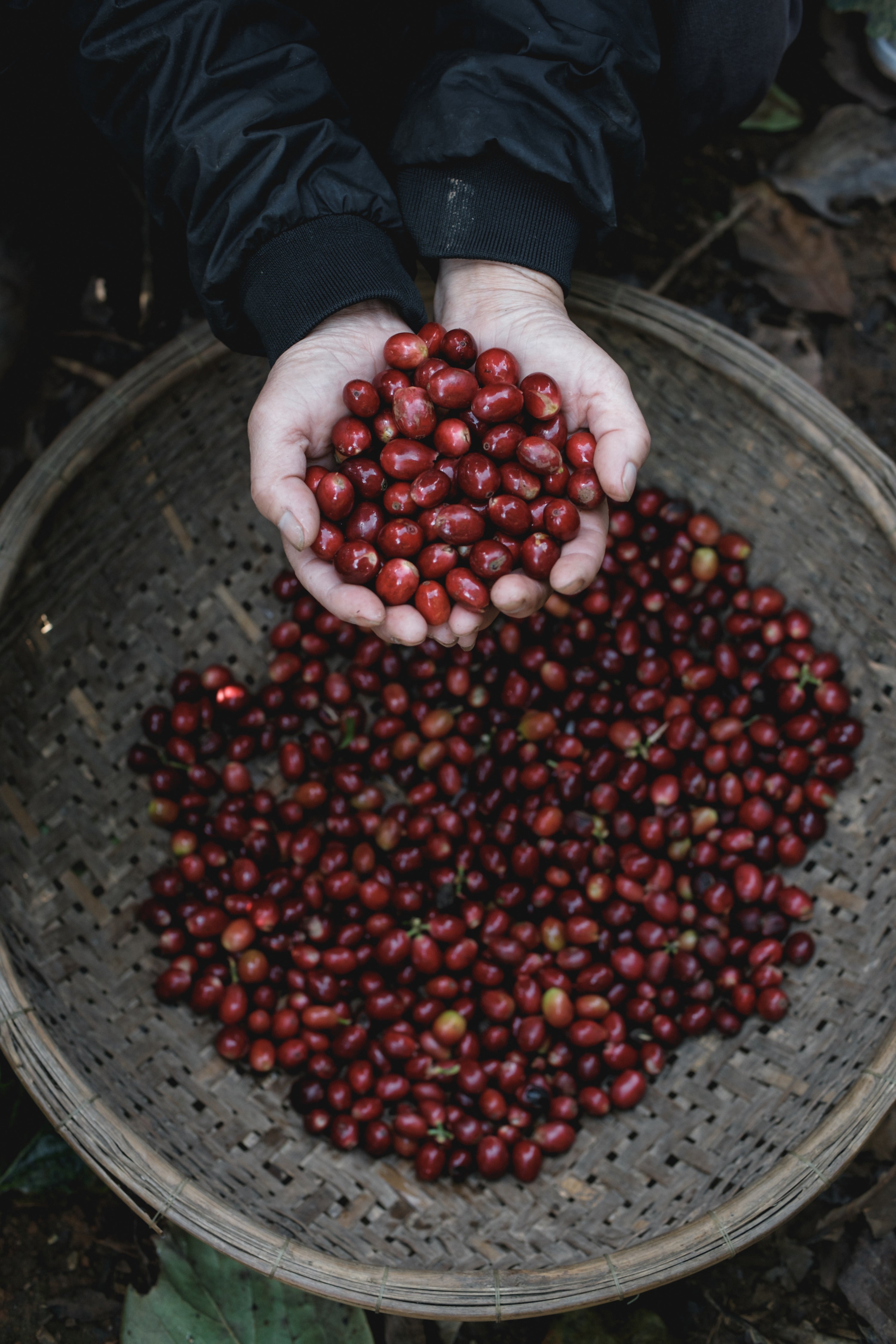 Polished Grade 1 Robusta