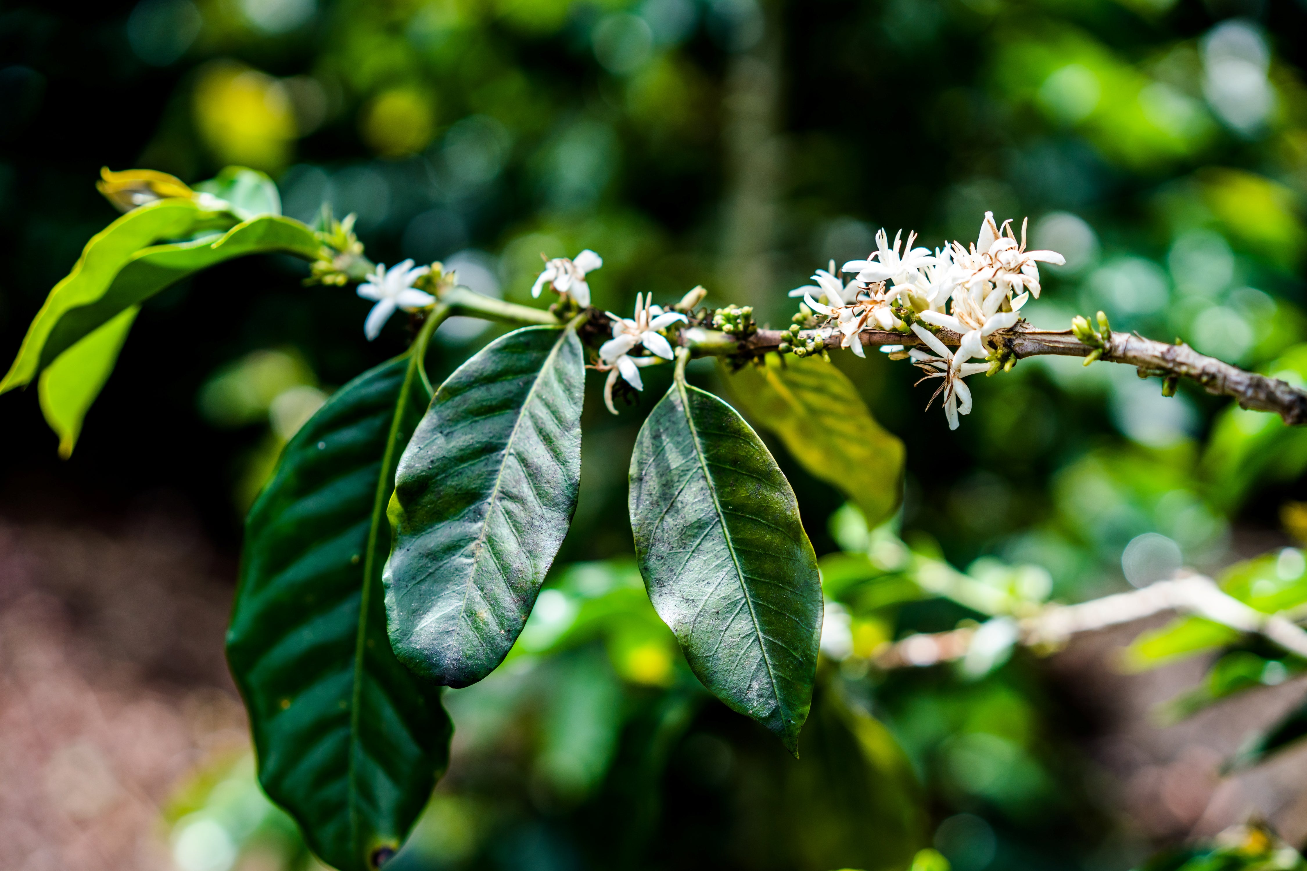 Decaf EA Sugarcane Process