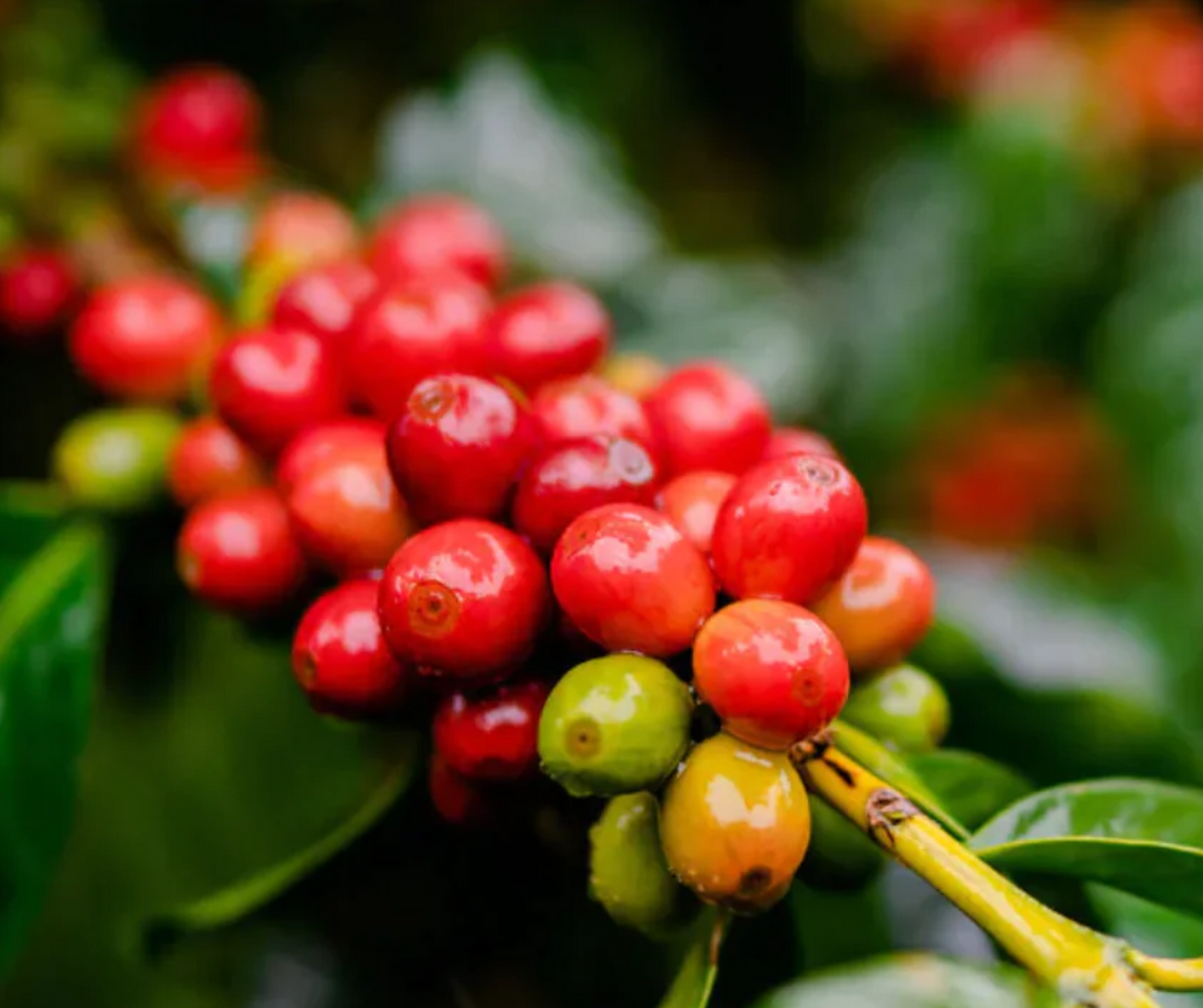 Close-up of red coffee berries on a branch with green leaves.