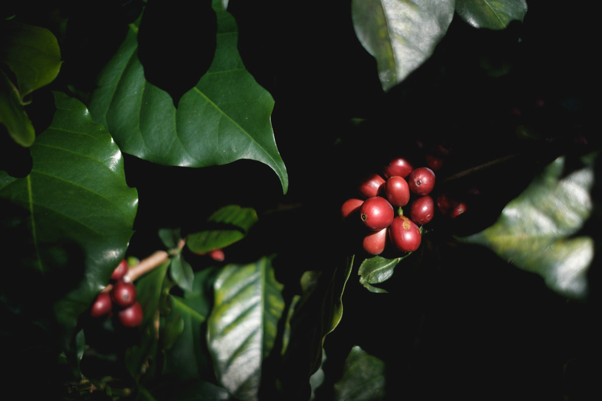 StoneX Specialty Coffee