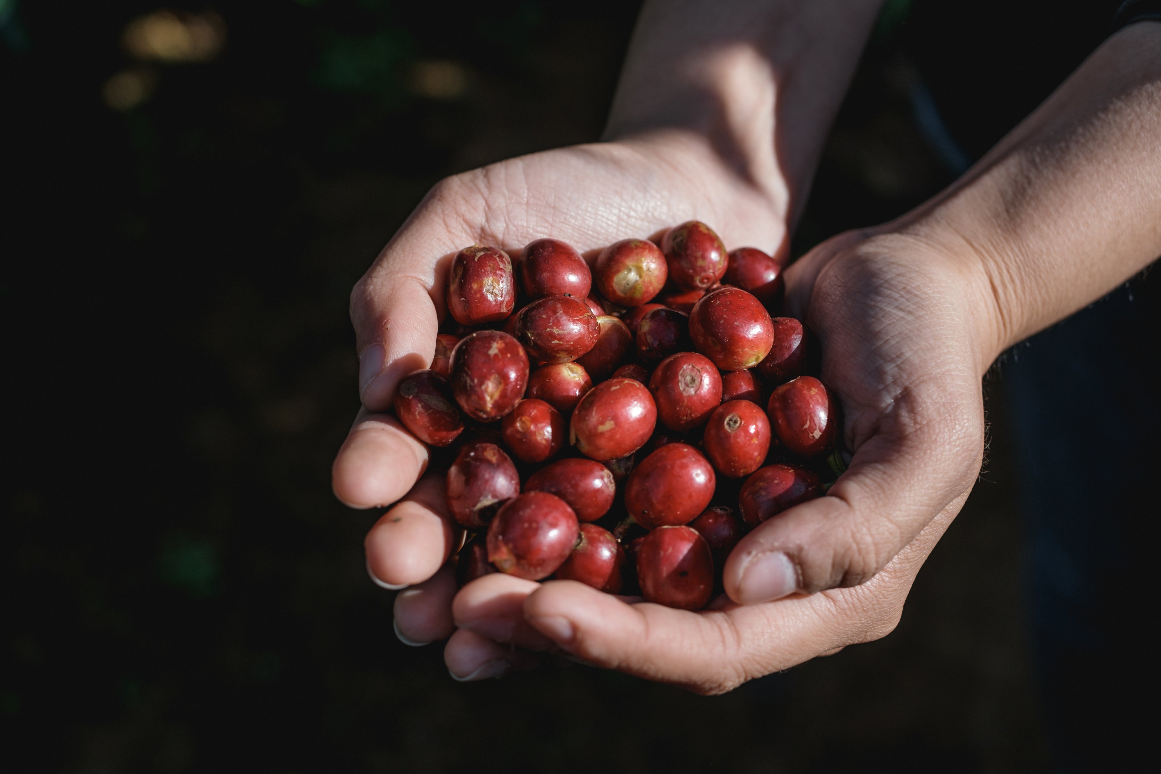 Polished Grade 1 Robusta