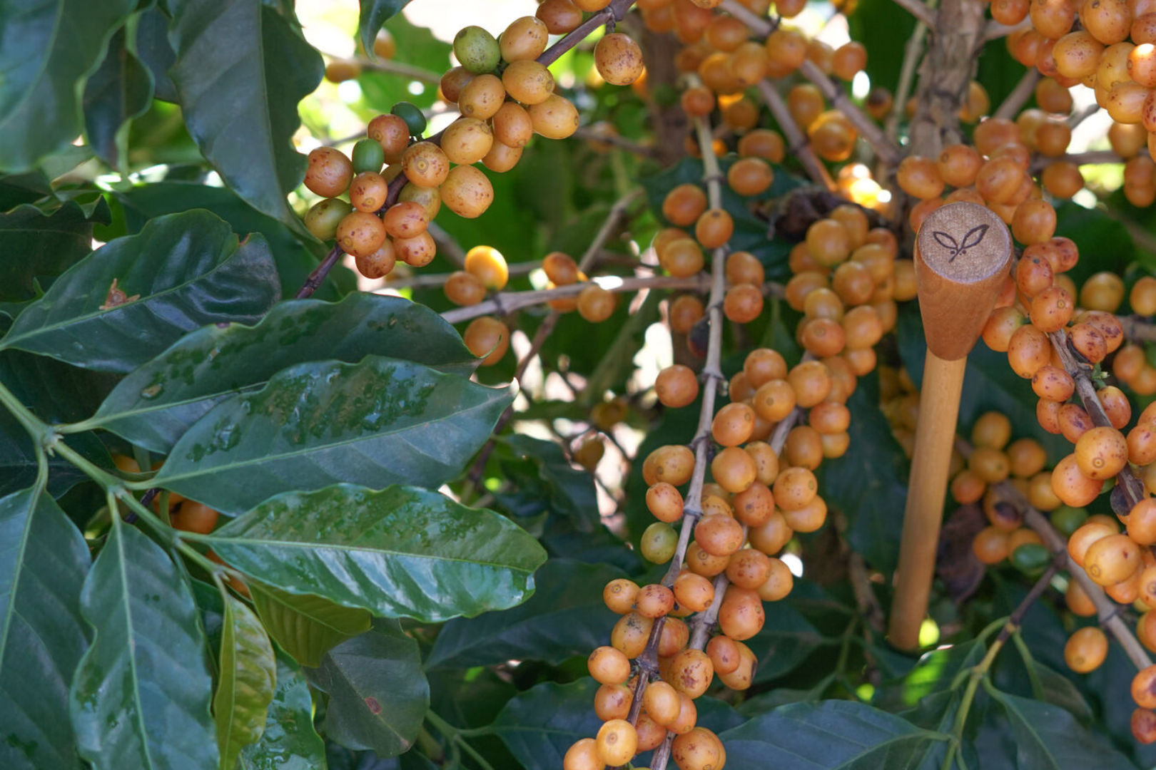 Brazil Rosa LIFT 48 Hour Fermentation Green Coffee Beans from Mercon Specialty