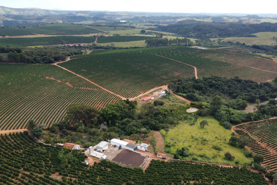 Cerrado Mineiro Roxo 16+