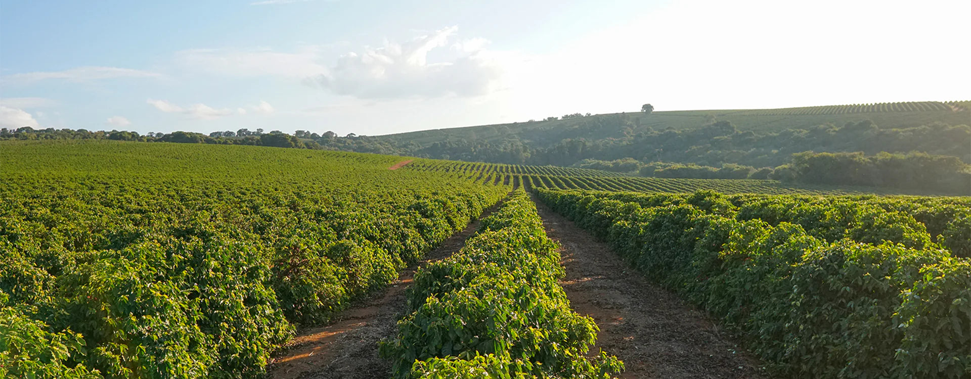 Cerrado Mineiro Rosa 16+