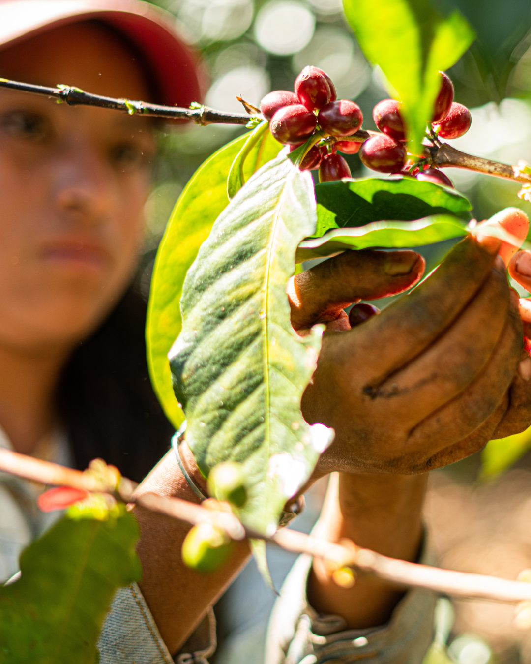 Colombia Bellavista Estate Alma Yulieth Woman Produced Green Coffee Beans from StoneX Specialty Coffee