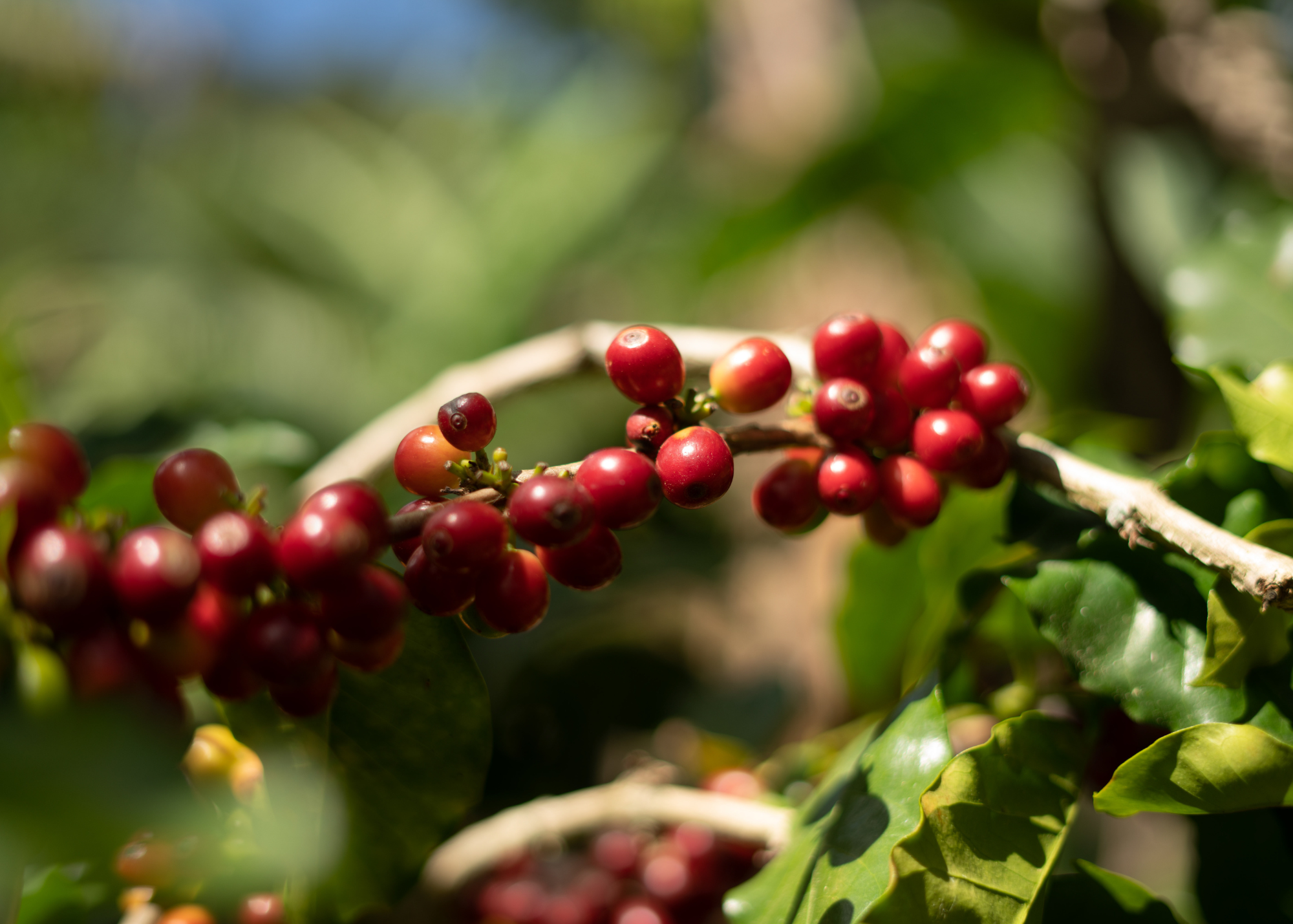 Colombia Bellavista Estate Alma Yulieth Woman Produced Green Coffee Beans from StoneX Specialty Coffee