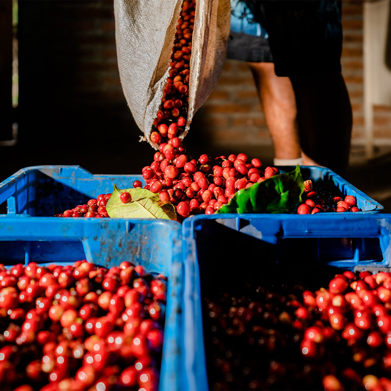 Colombian Cattleya Excelso EP Green Coffee Beans from Mercon Specialty