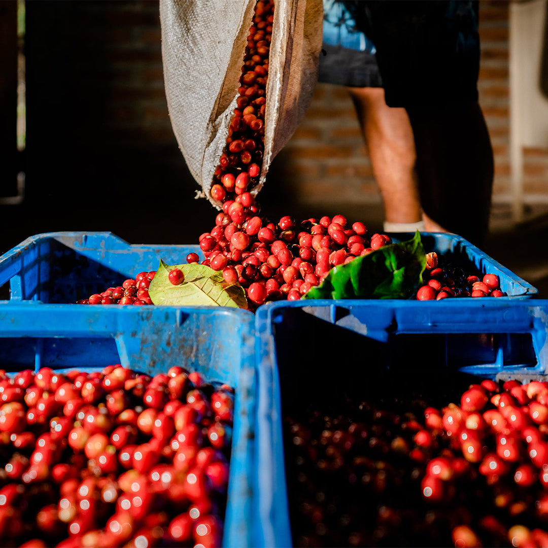 Spot Coffee Specialty Green Coffee Beans | StoneX Specialty Coffee