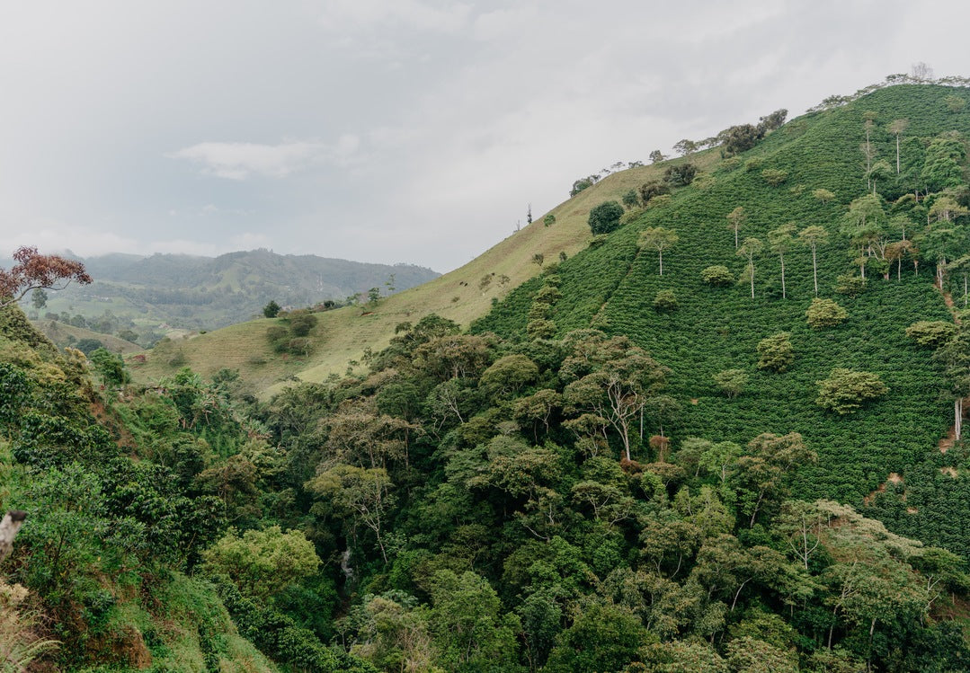 Colombian Decaf Excelso EA Process Green Coffee Beans from Mercon Specialty