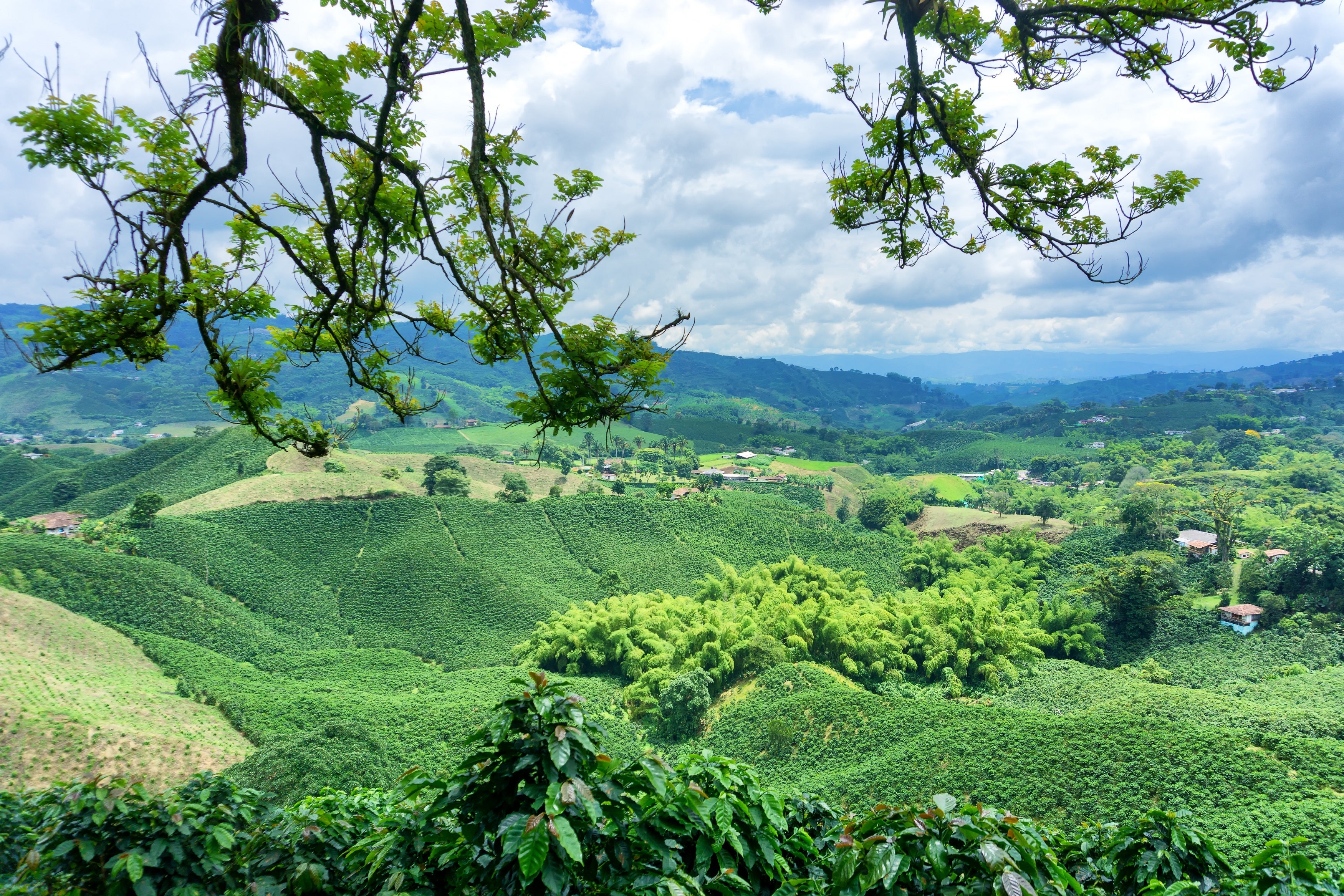 Colombian Huila Supremo EP Green Coffee Beans from Mercon Specialty