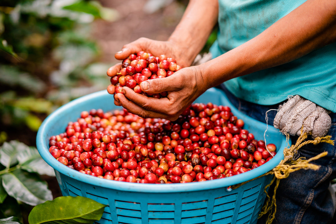 Colombian Medellin Excelso EP Green Coffee Beans from Mercon Specialty