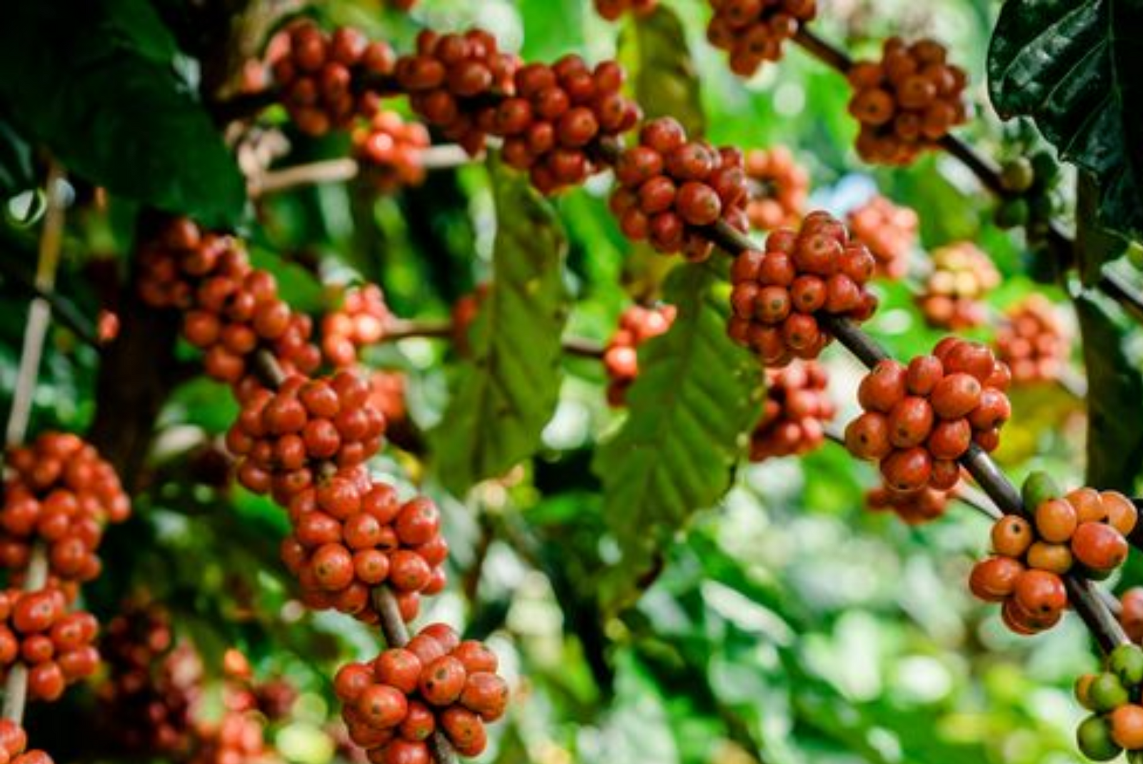 Costa Rica Specialty Green Coffee Beans – StoneX Specialty Coffee