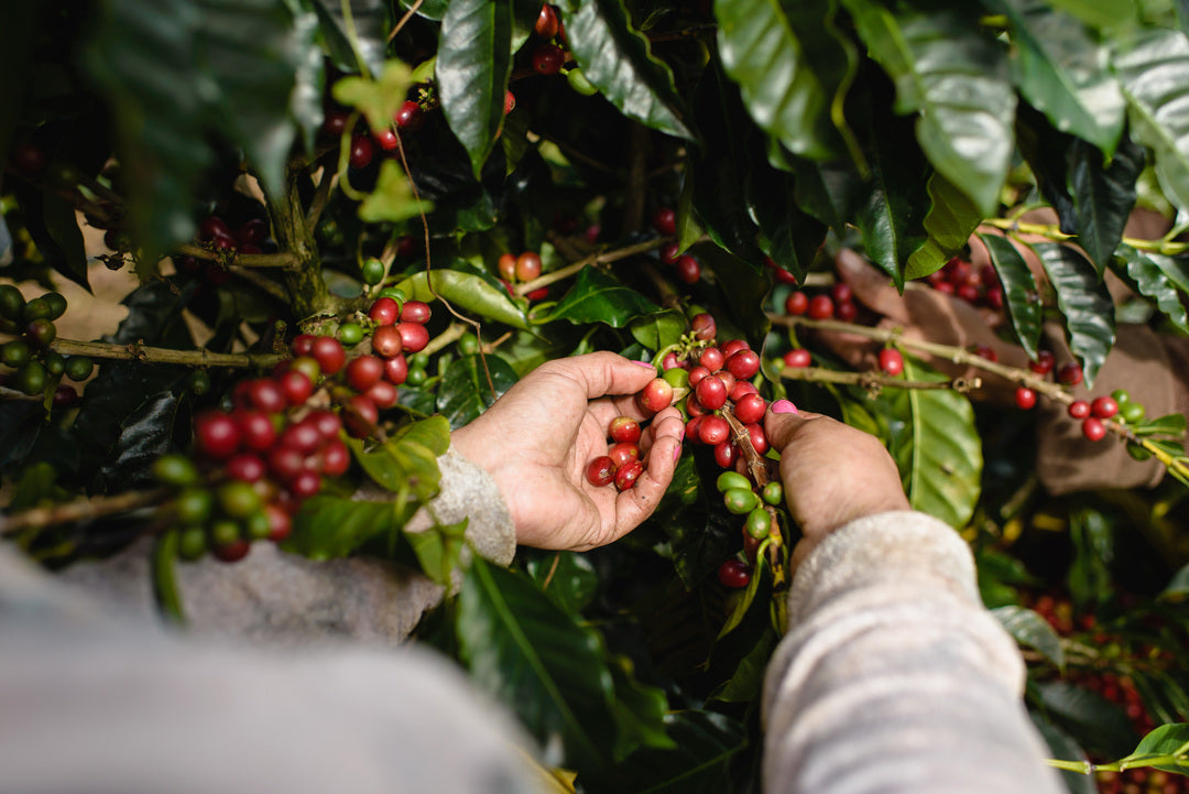 Costa Rican Tesoros Volcanicos SHB EP Green Coffee Beans from Mercon Specialty