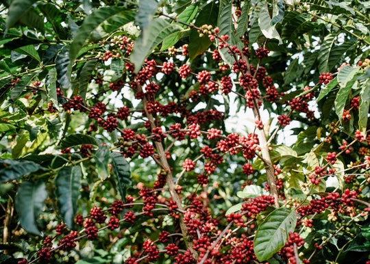 Gaturiri Nyeri ML 30kg Box