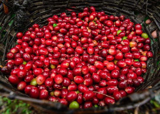 Sidamo Chirri Grade 1 Washed