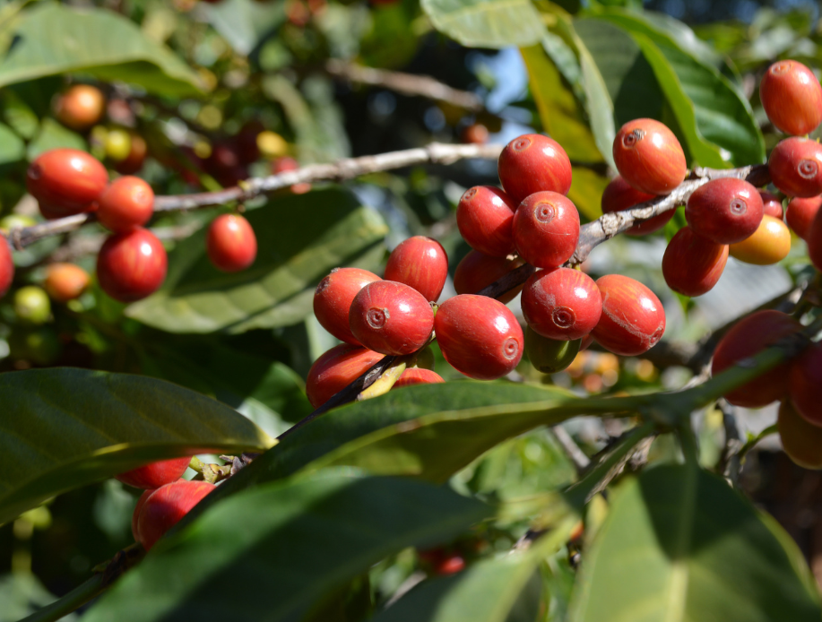 Ethiopia Sidamo Gr1 Washed Chirri Green Coffee Beans from Mercon Specialty