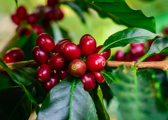 Yirgacheffe Aricha Grade 1 Natural