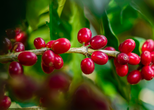 Yirgacheffe FTO Grade 2 Washed